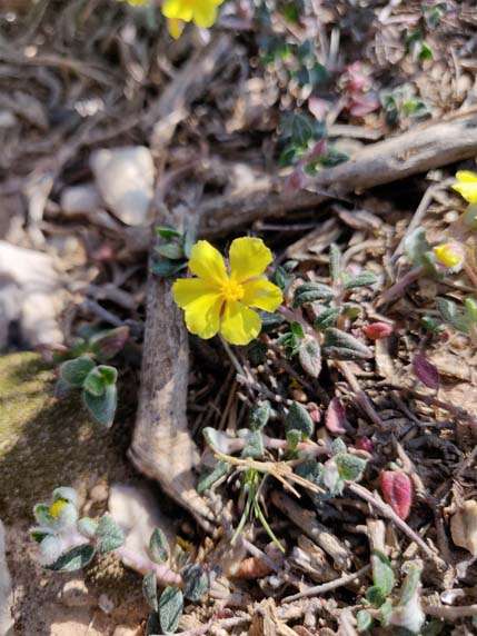 Translocations végétales