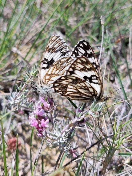 papillon occitan (3)